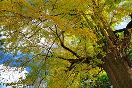 見事に紅葉したイチョウの木